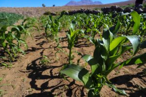Corfo anuncia nuevos programas por más de $7.000 millones para el desarrollo sostenible en la agricultura