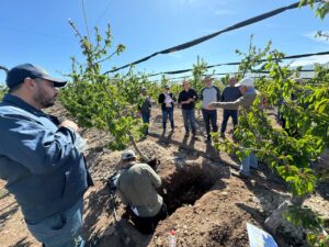 Limarí: Productores de cerezos calibran cultivos con miras a exportaciones en octubre