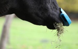 Proyecto en Ñuble crea dispositivo que disminuye el riesgo de contagio de enfermedades respiratorias entre animales y humanos