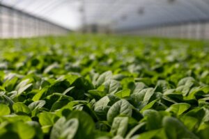 Aysén impulsa la sostenibilidad alimentaria: Seminario Internacional reunirá especialistas y emprendedores