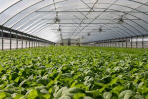 Corfo Metropolitano ofrece Diplomado a productores hortícolas para mejorar sus conocimientos en manejo de invernaderos